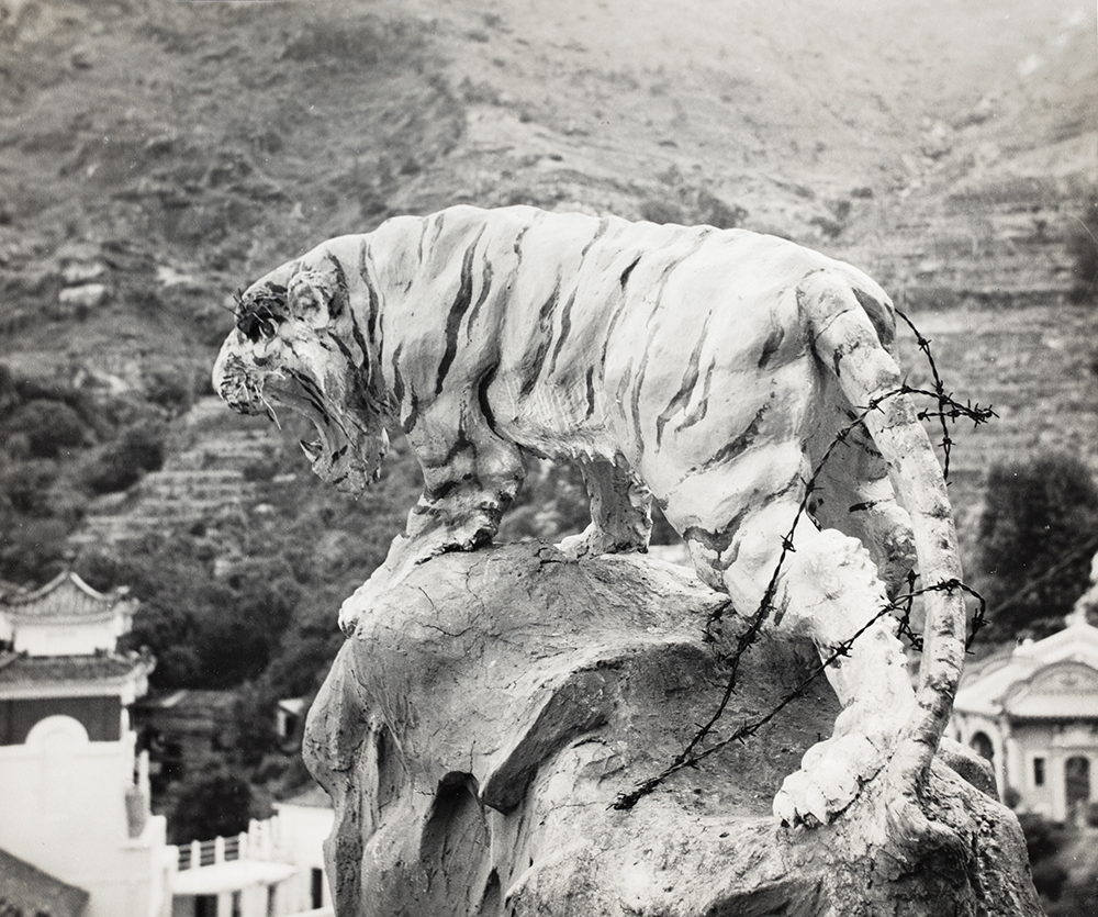 Tiger, Aw Boon Haw Gardens, Hong Kong, c.1952, Love collection, BL05-32.
